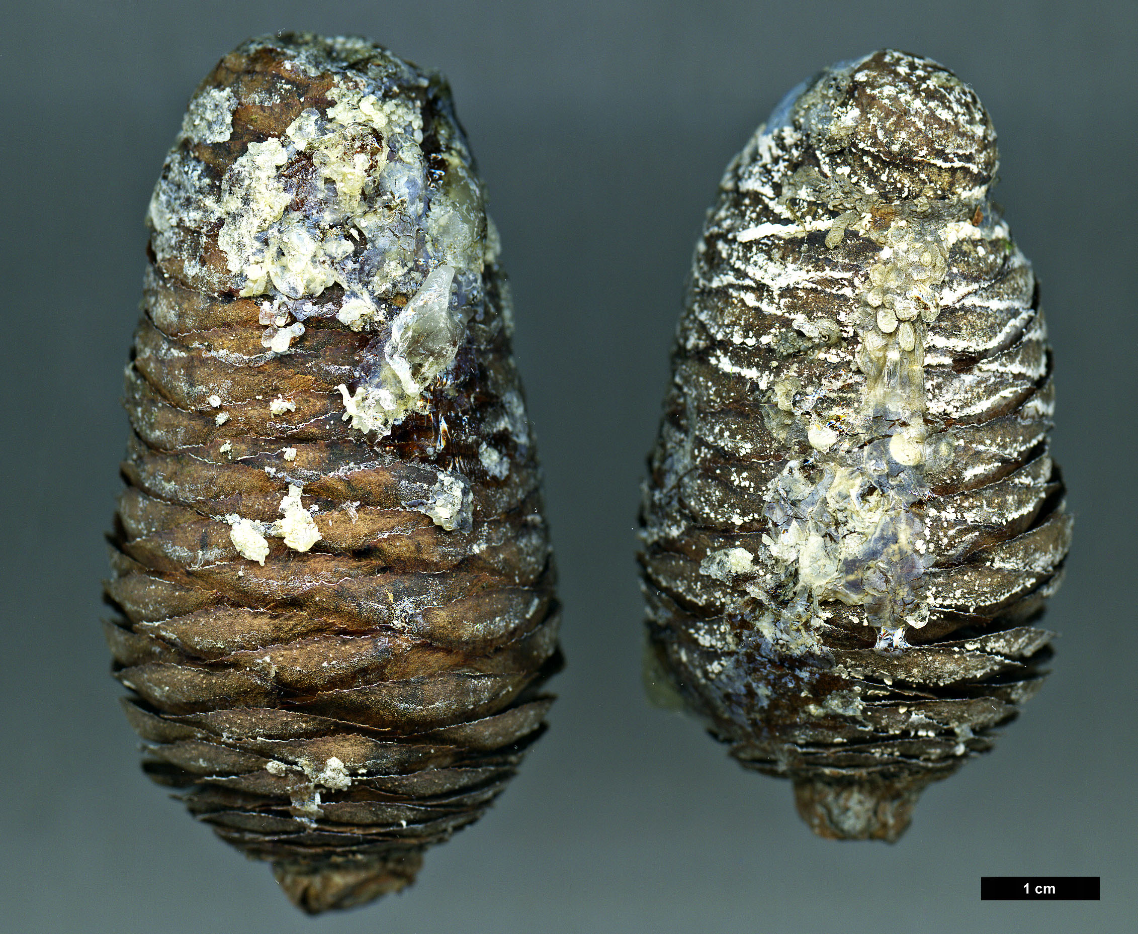 High resolution image: Family: Pinaceae - Genus: Abies - Taxon: chensiensis - SpeciesSub: subsp. salouenensis